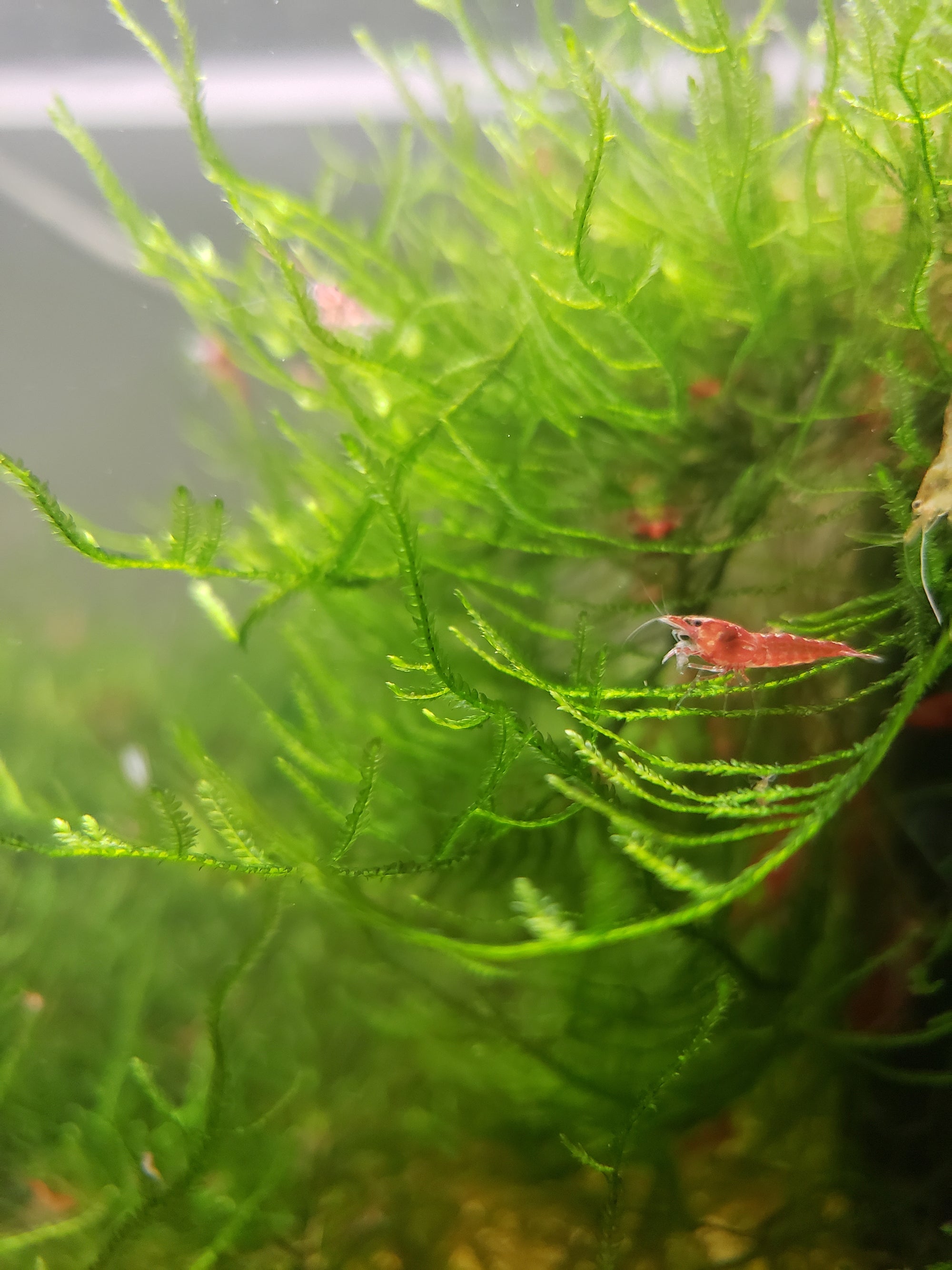 Java Moss - 🔥Buy 2 Get 1 Free🔥(Large Healthy Clumps, Home Grown)