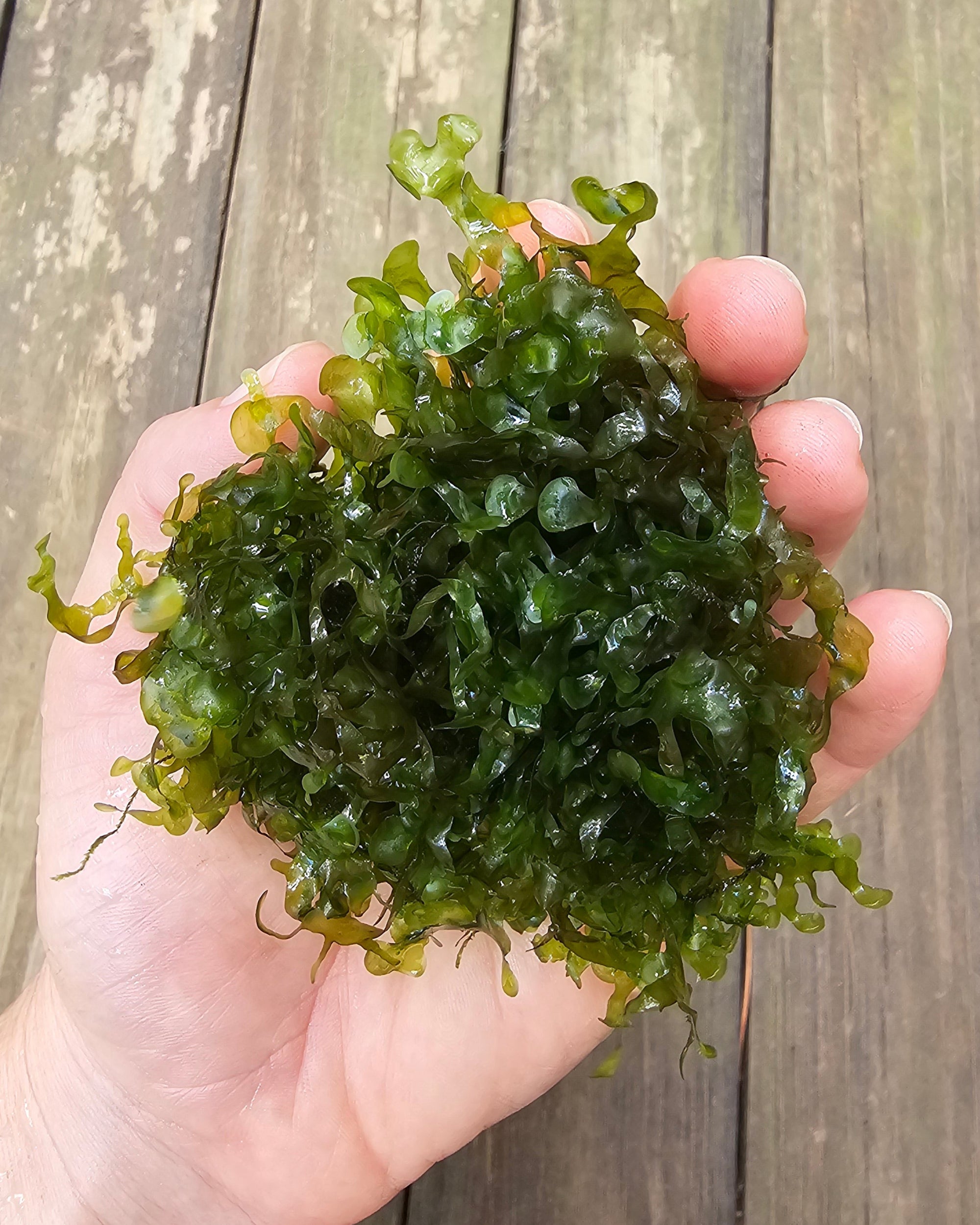 Pellia Moss -🔥Buy 2 Get 1 Free🔥