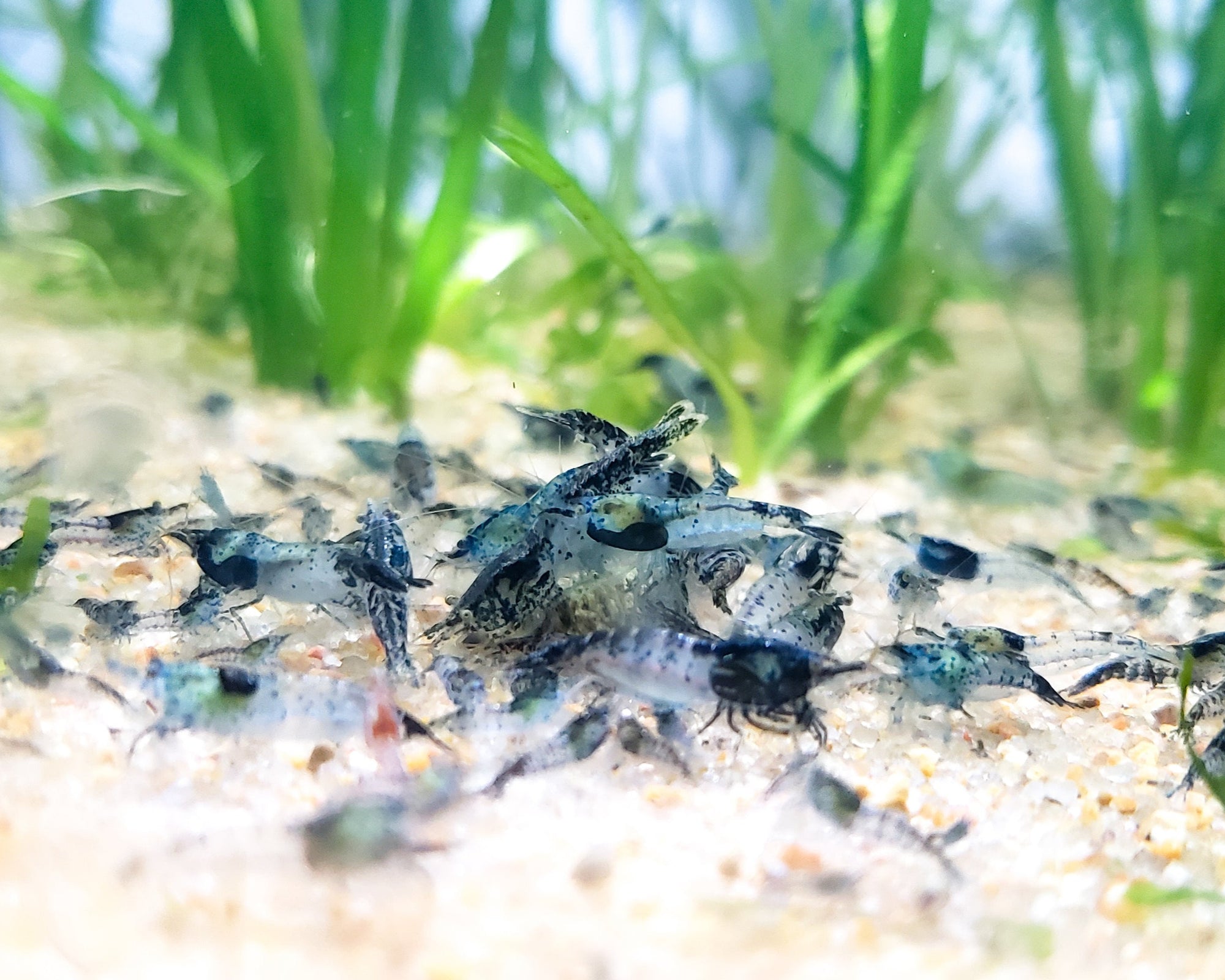 Blue Rili Shrimp Neocaridina 