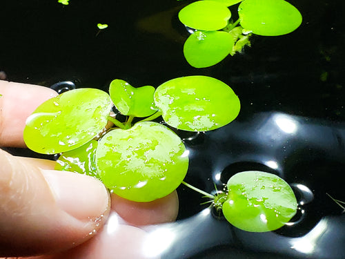 Amazon Frogbit – 50 Leaves 🔥Buy 2 Get 1 Free🔥(Fresh, Healthy, Home Grown)