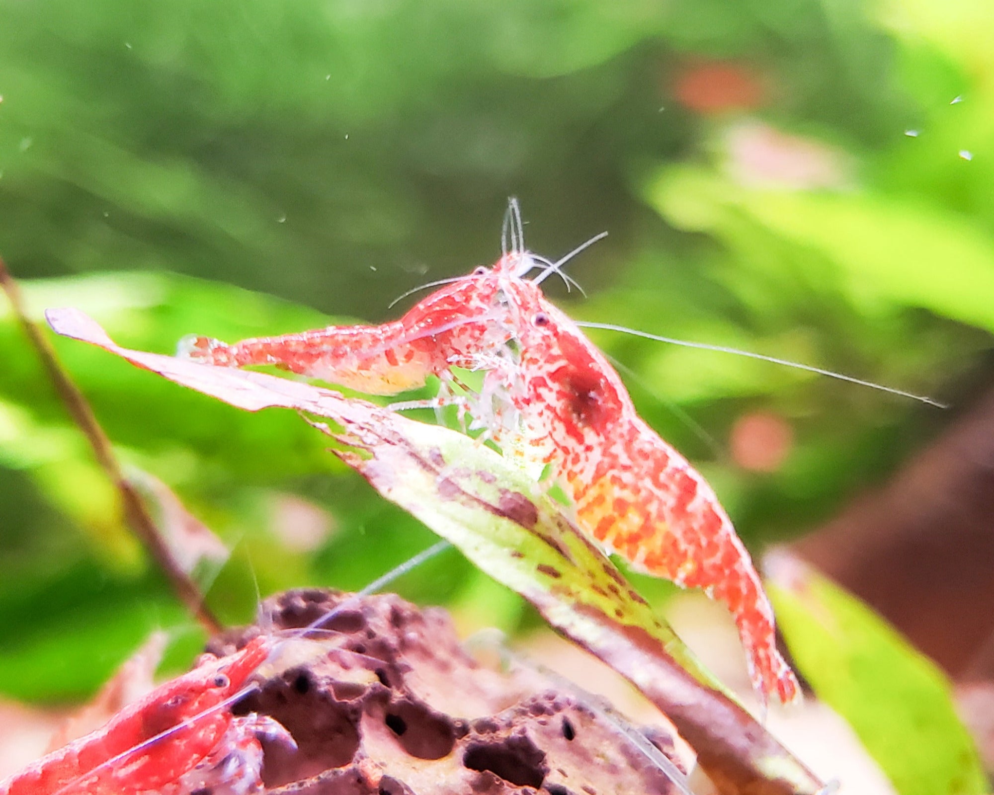 Red Cherry Shrimp Neocaridina 