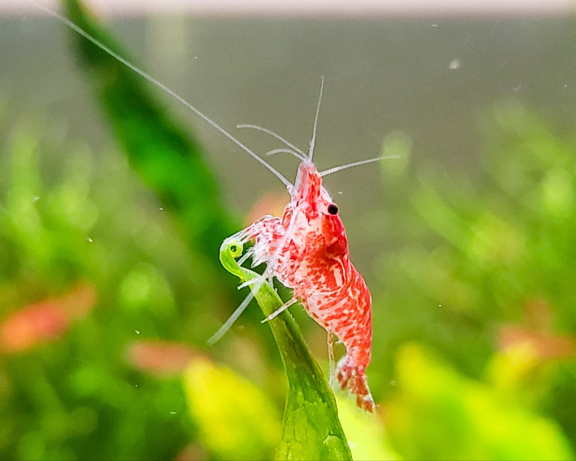 Red cherry shrimp on a green leaf with a blurred background