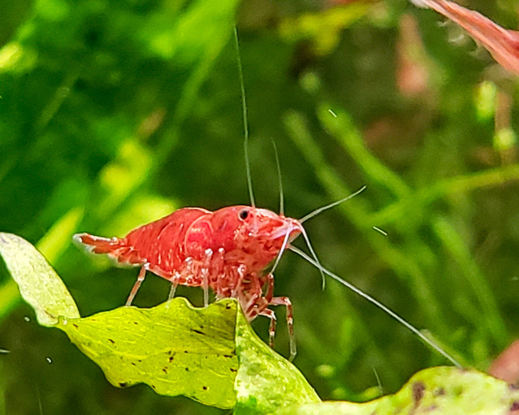 RCS Shrimp