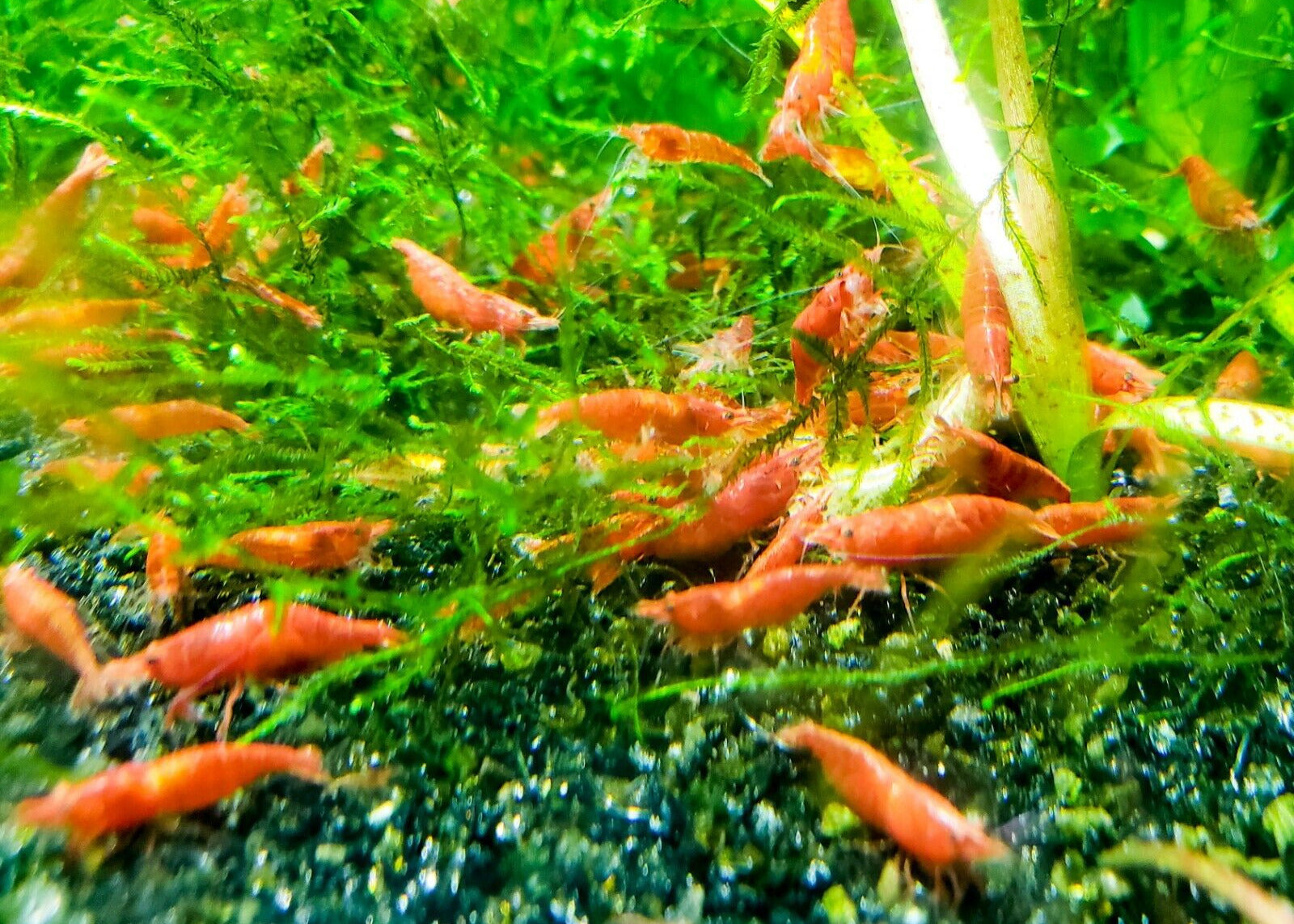Red Cherry Shrimp in a planted tank