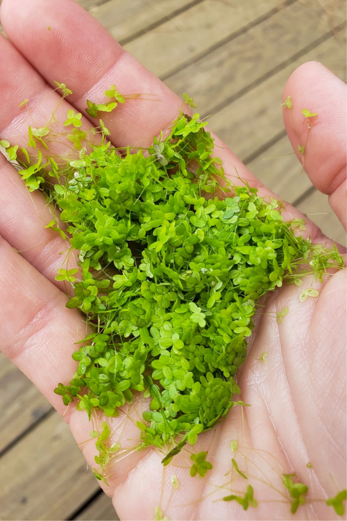 Duckweed –🔥Buy 2 Get 1 Free🔥 (Healthy, Home Grown)