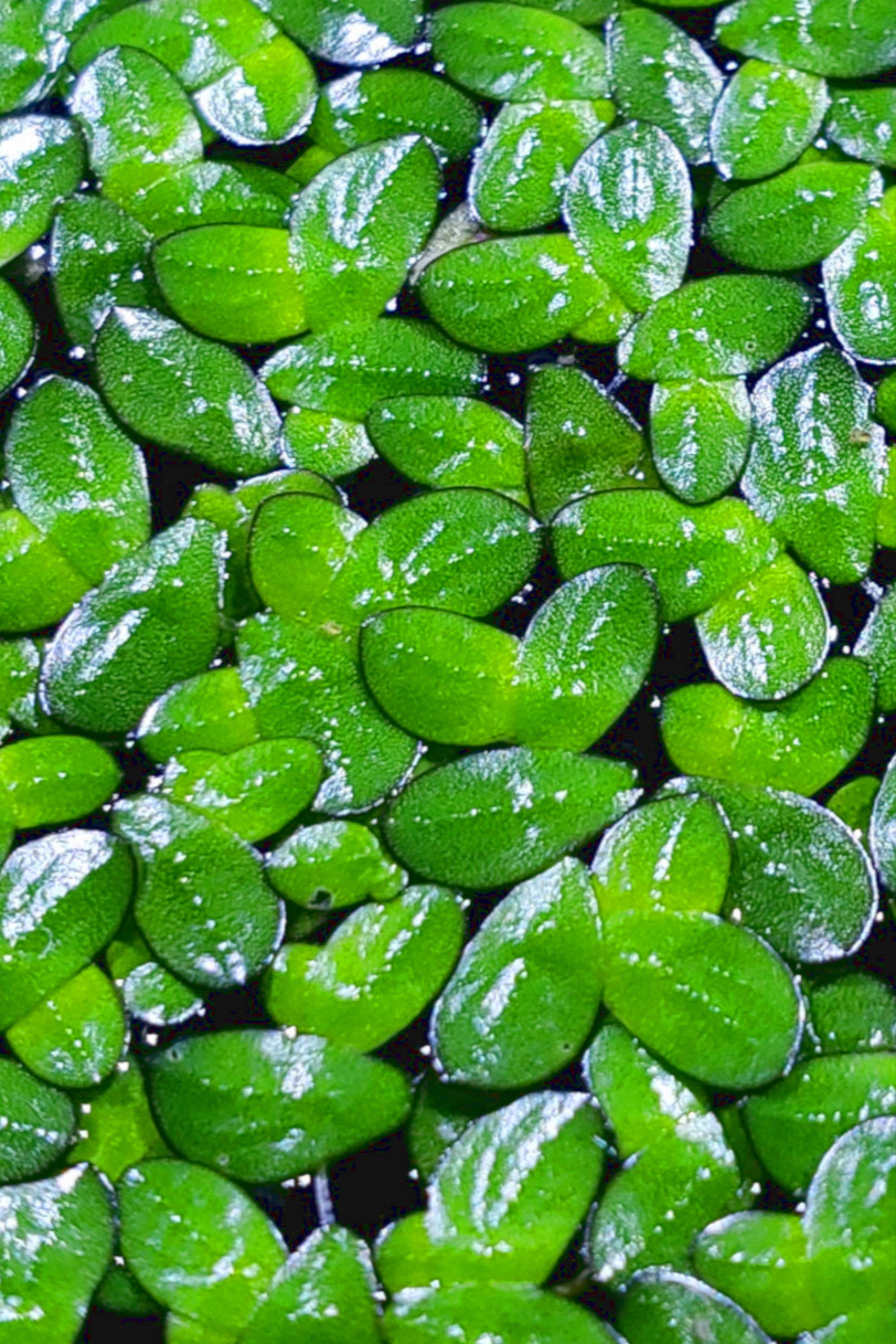 Duckweed –🔥Buy 2 Get 1 Free🔥 (Healthy, Home Grown)