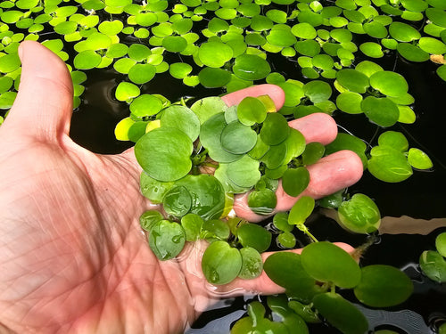 Amazon Frogbit – 50 Leaves 🔥Buy 2 Get 1 Free🔥(Fresh, Healthy, Home Grown)