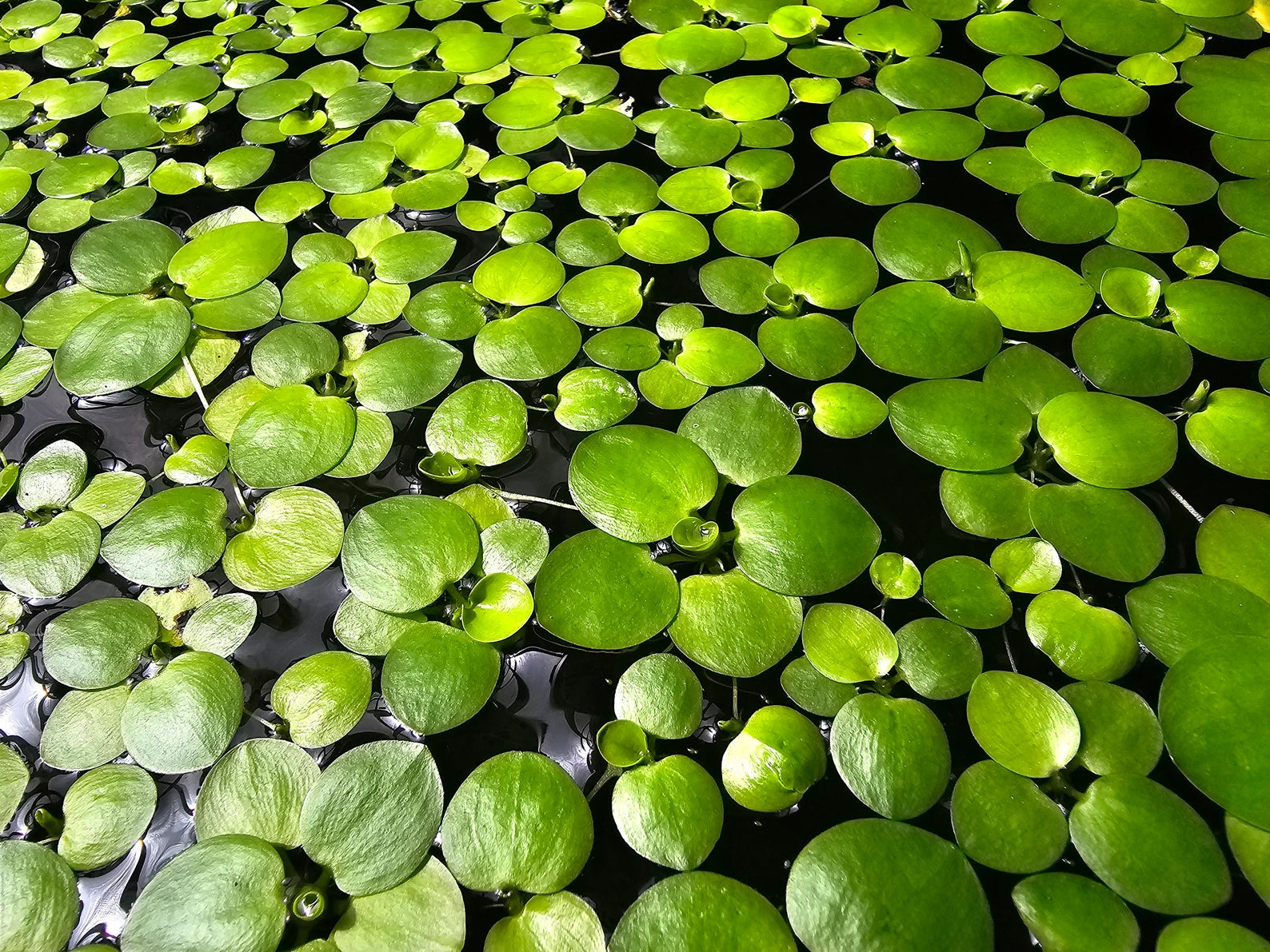 Amazon Frogbit – 50 Leaves 🔥Buy 2 Get 1 Free🔥(Fresh, Healthy, Home Grown)