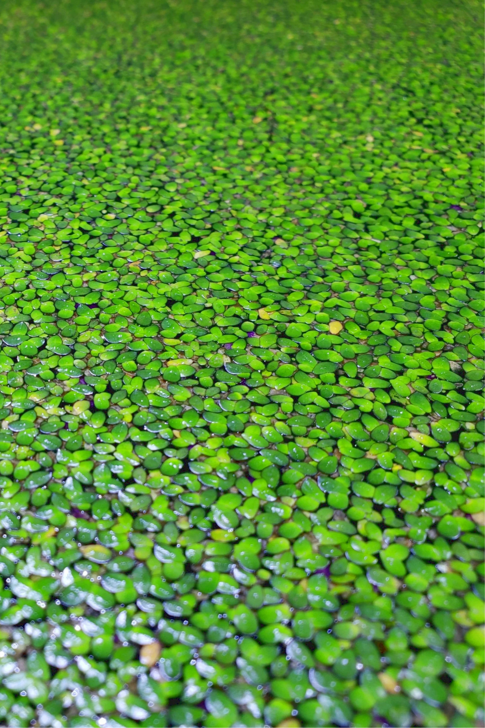 Duckweed –🔥Buy 2 Get 1 Free🔥 (Healthy, Home Grown)