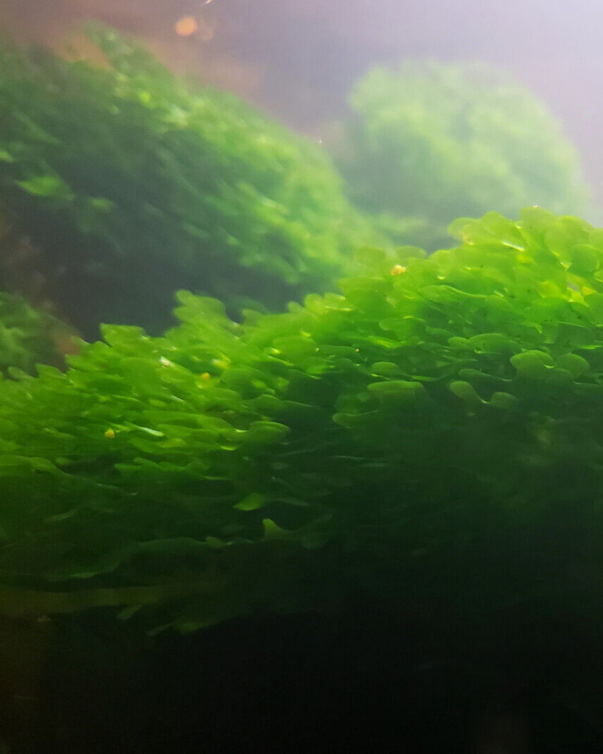 Pellia Moss (Subwassertang Round)