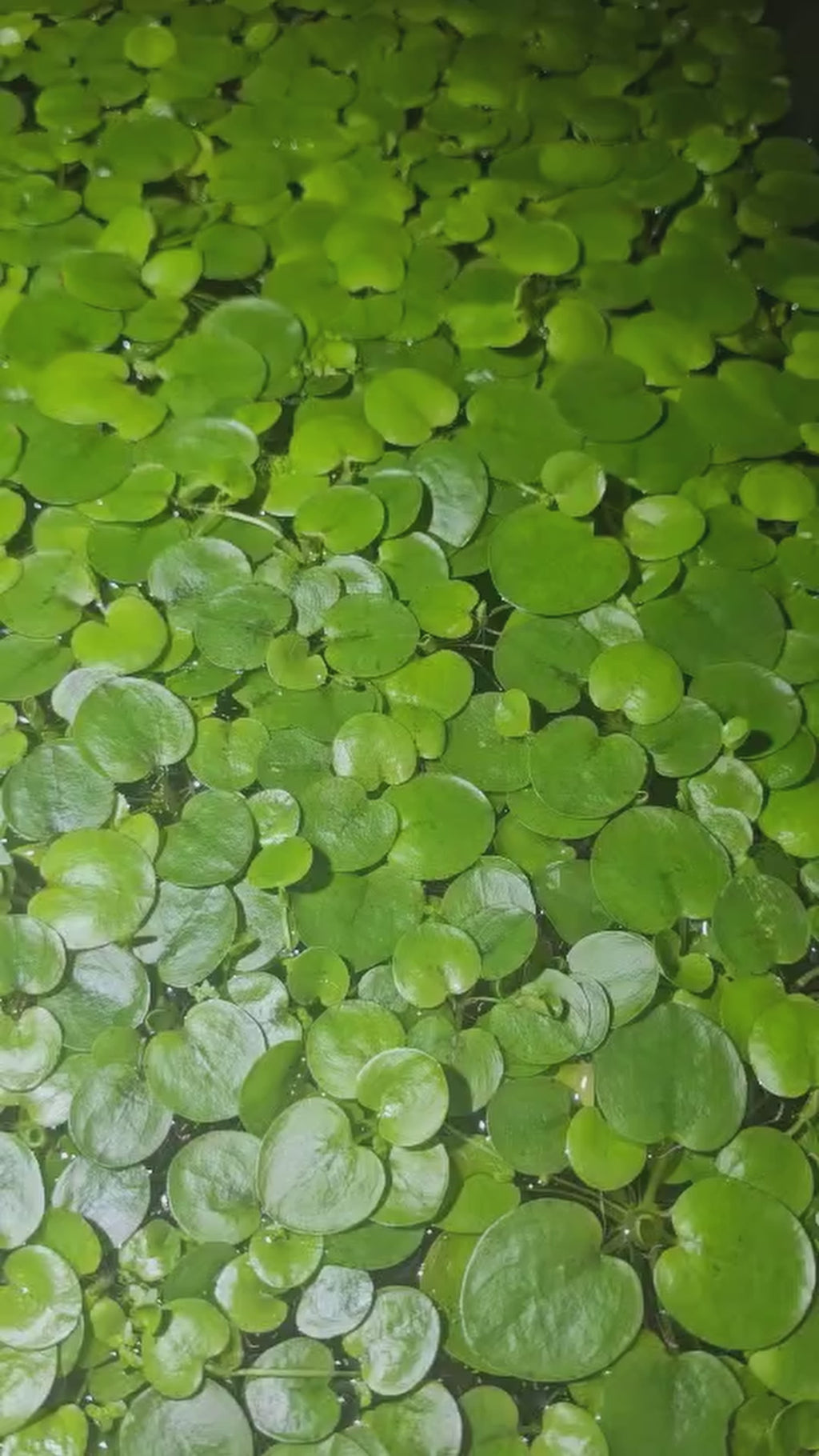 Amazon Frogbit – 50+ Leaves 🔥Buy 2 Get 1 Free🔥(Fresh, Healthy, Home Grown)