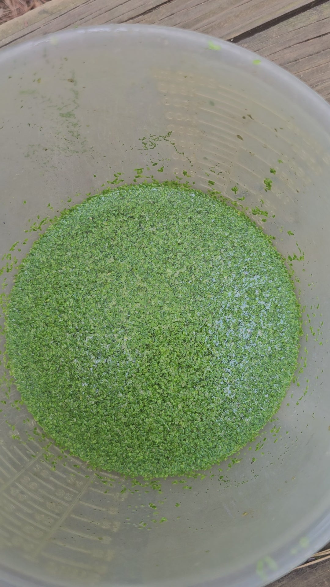 Duckweed –🔥Buy 2 Get 1 Free🔥 (Healthy, Home Grown)