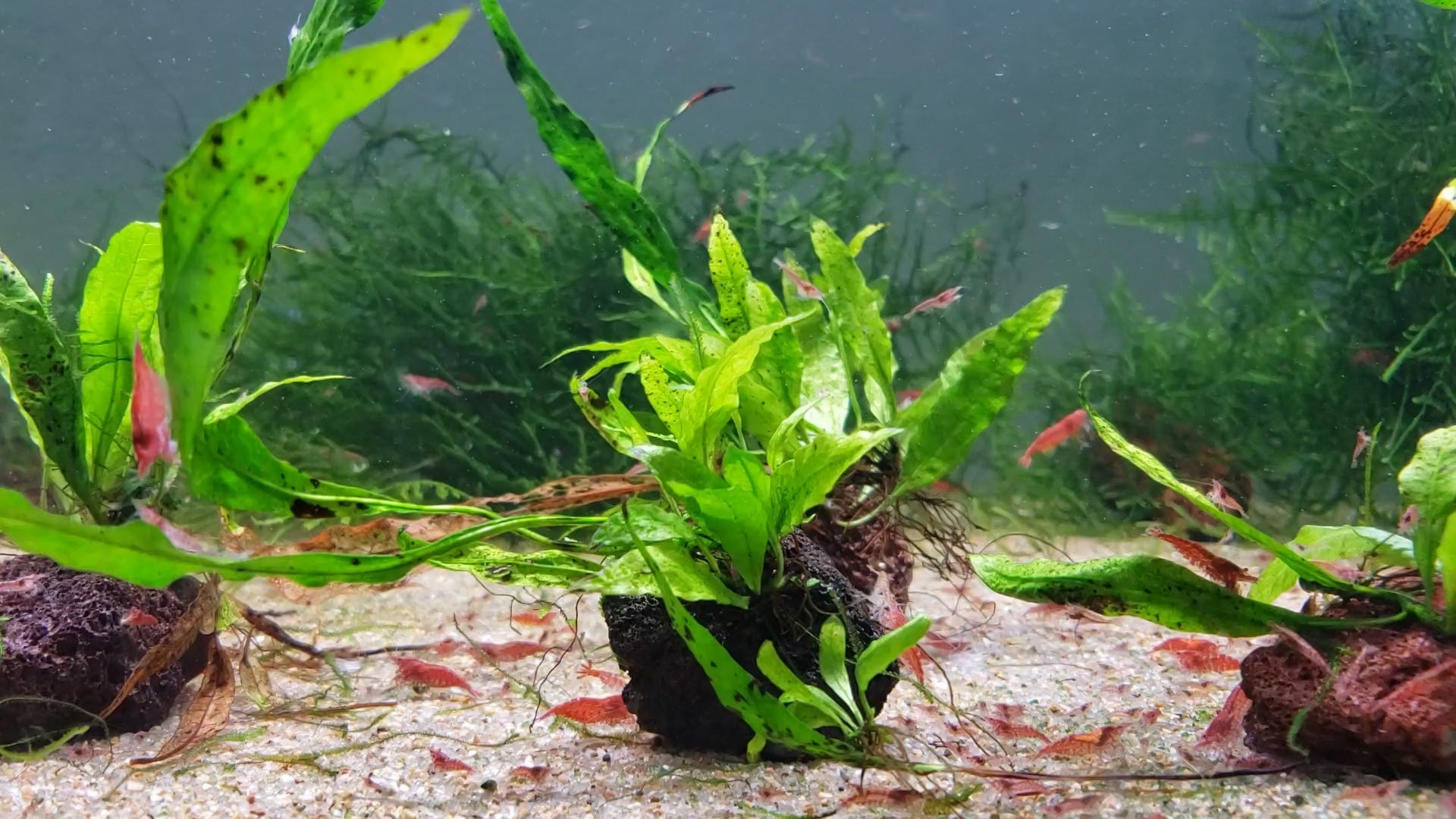 Red Cherry Shrimp (Fire Red) 10+ RCS Neocaridina Dwarf Shrimp