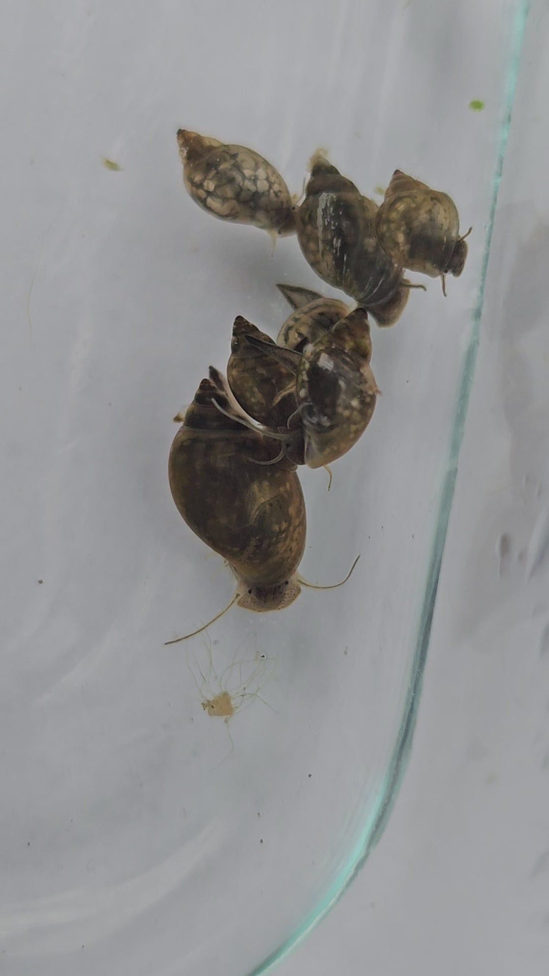 Bladder Snails – Live Freshwater Clean-Up Crew (50+ Snails per Portion)