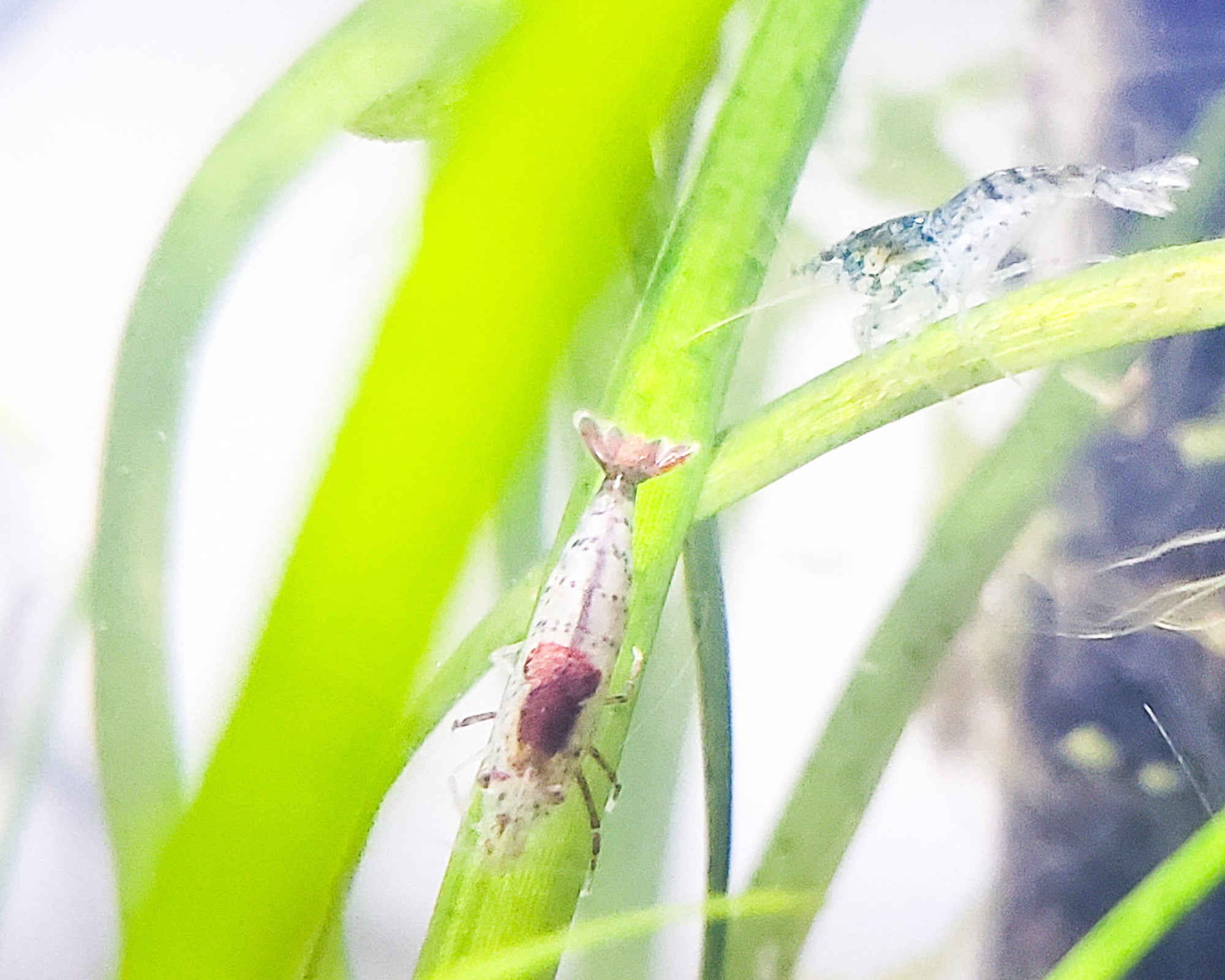 Rili Shrimp