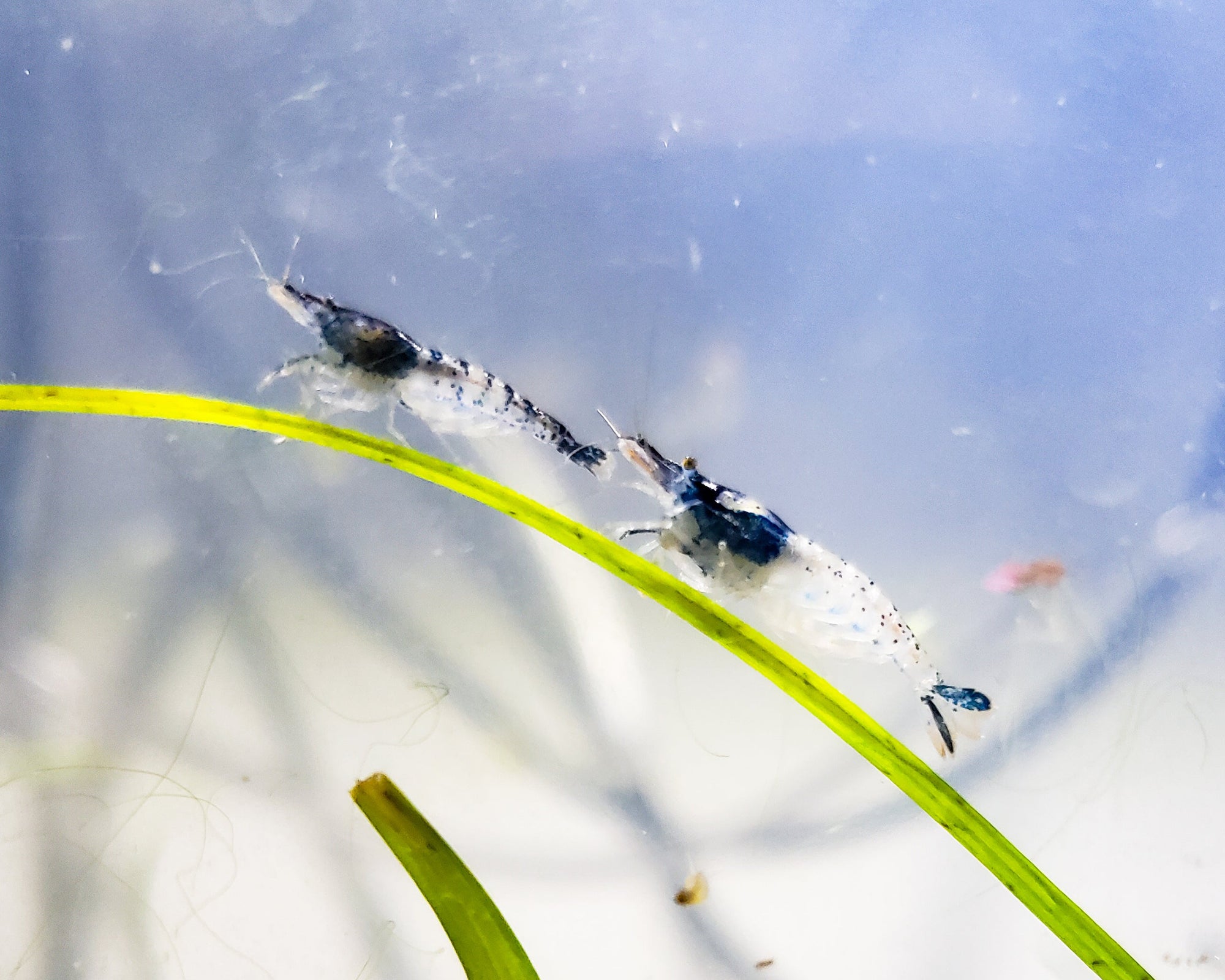 Blue Rili Shrimp Neocaridina 
