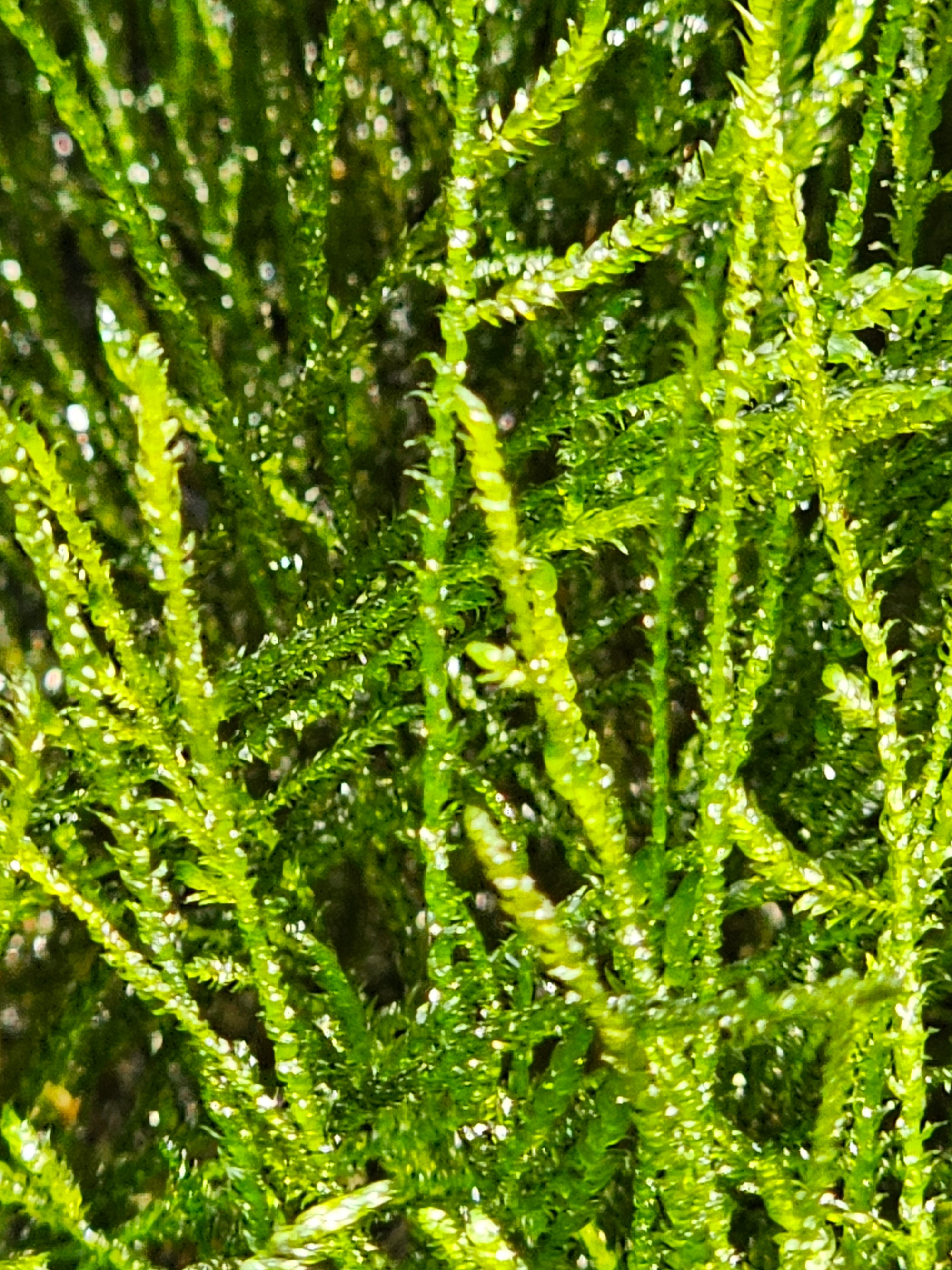 Java Moss - 🔥Buy 2 Get 1 Free🔥(Large Healthy Clumps, Home Grown)