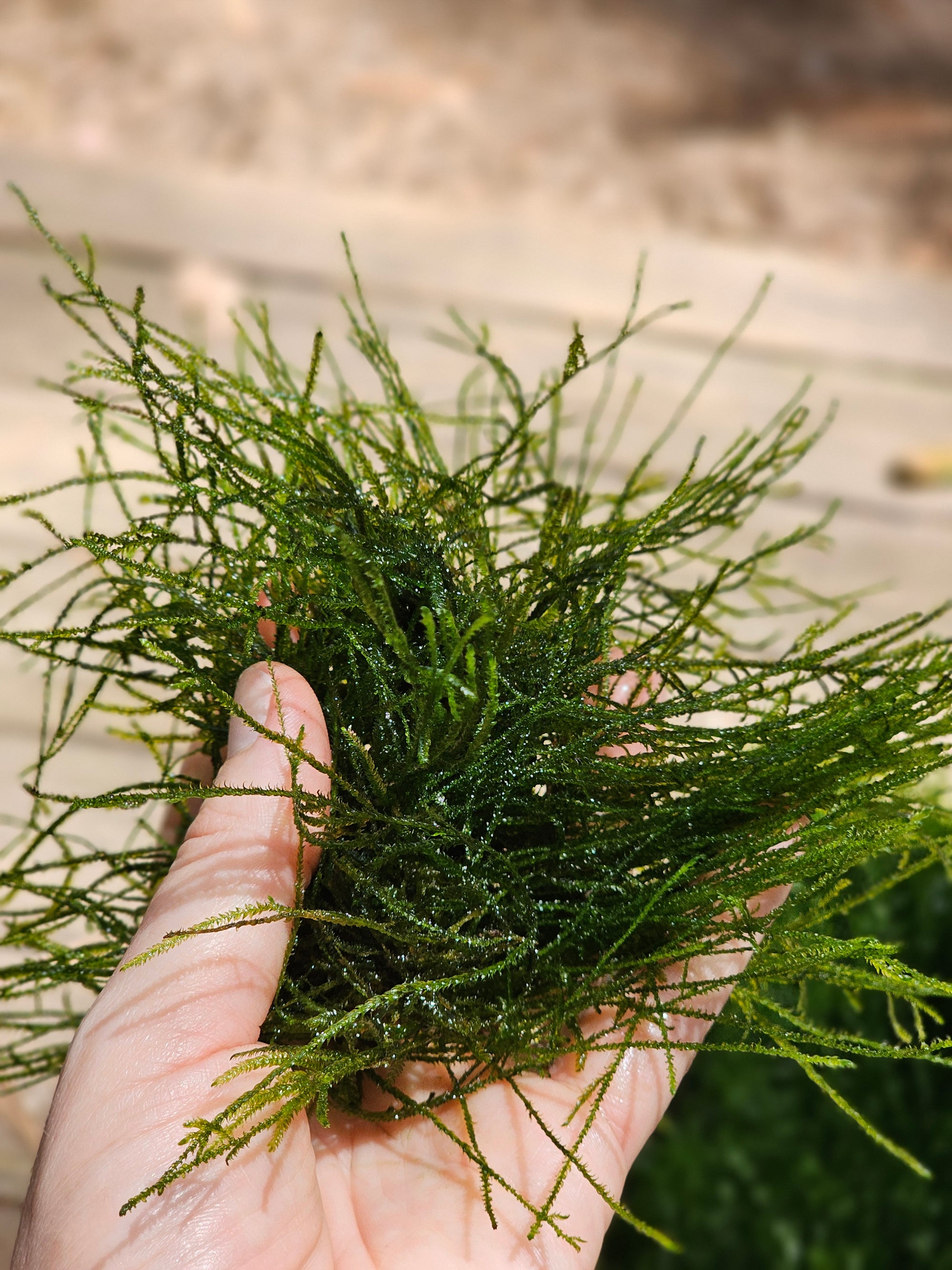 Java Moss - 🔥Buy 2 Get 1 Free🔥(Large Healthy Clumps, Home Grown)