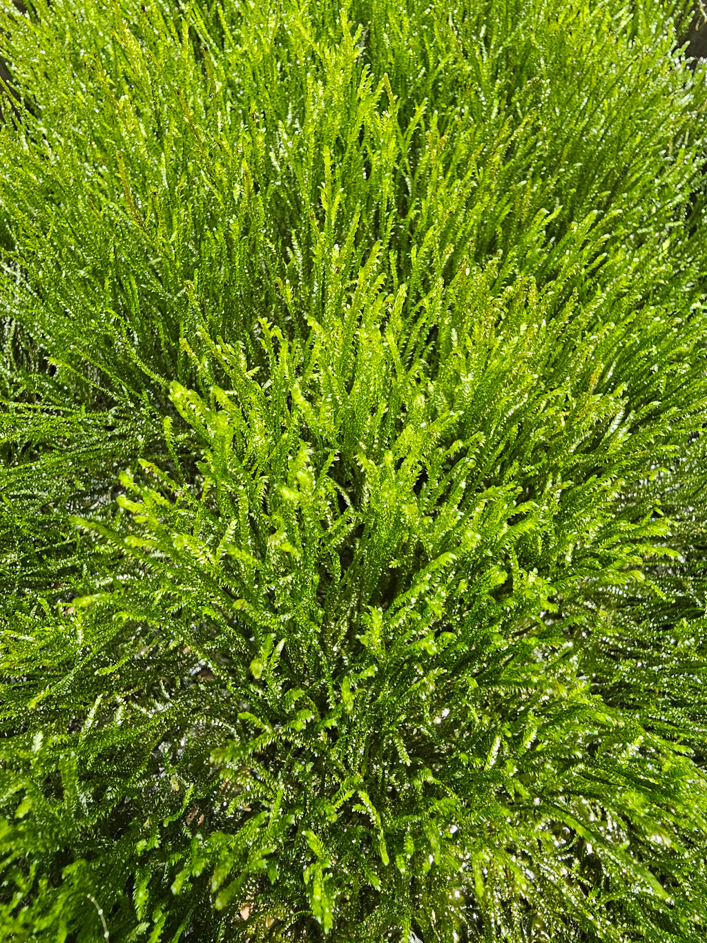 Java Moss - 🔥Buy 2 Get 1 Free🔥(Large Healthy Clumps, Home Grown)