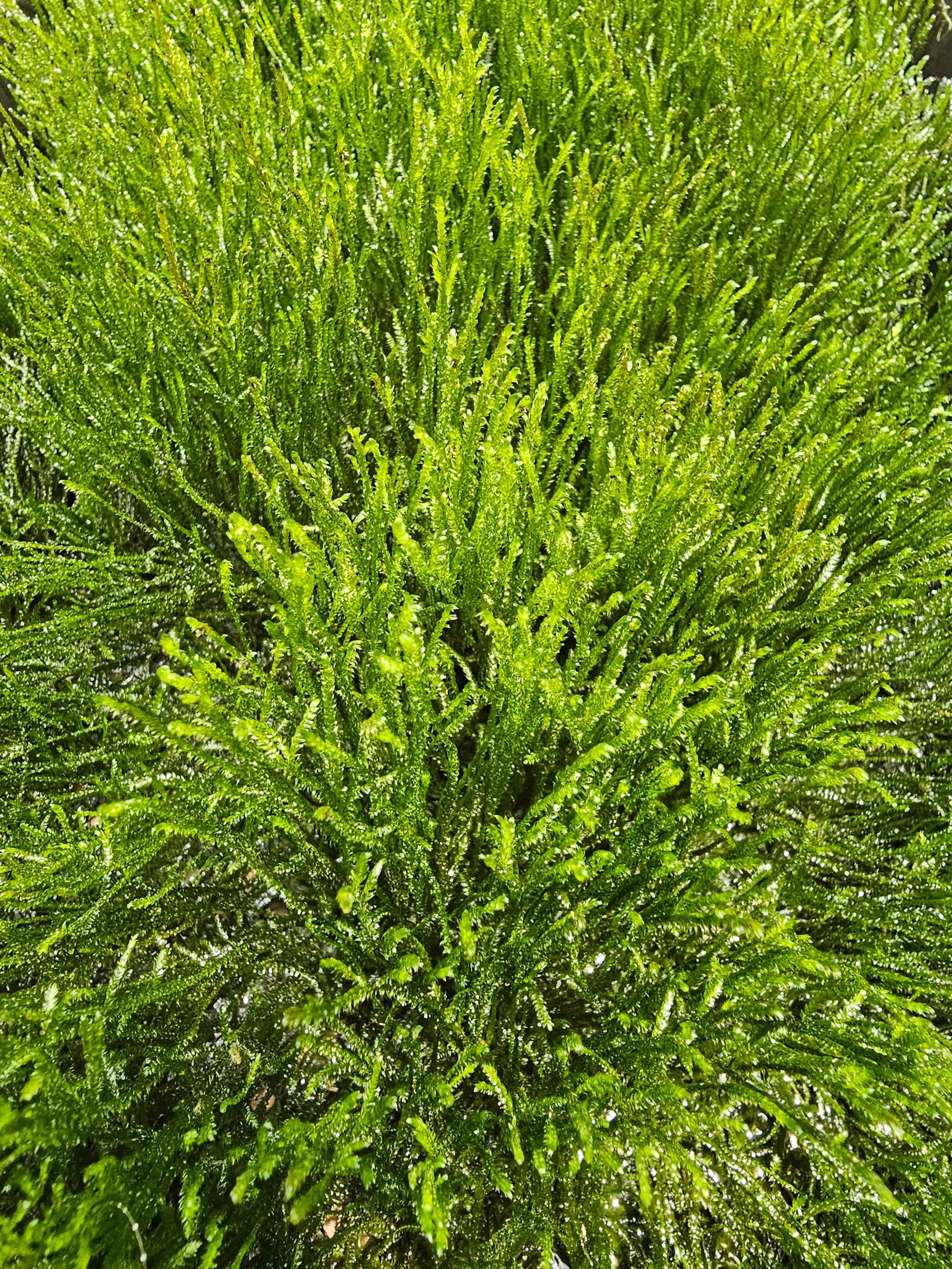 Java Moss - 🔥Buy 2 Get 1 Free🔥(Large Healthy Clumps, Home Grown)