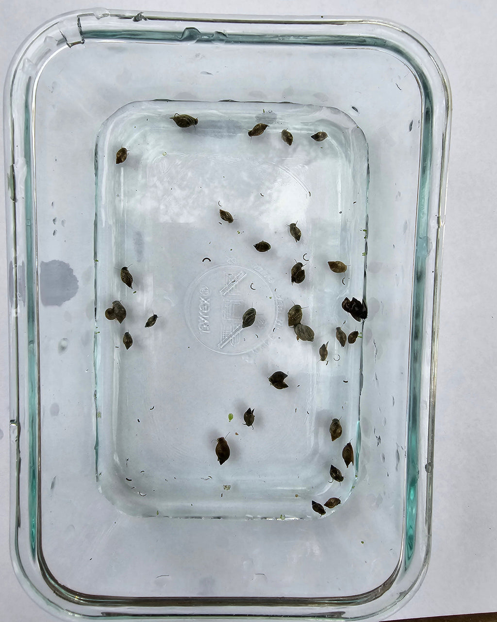 Bladder Snails – Live Freshwater Clean-Up Crew (50+ Snails per Portion)