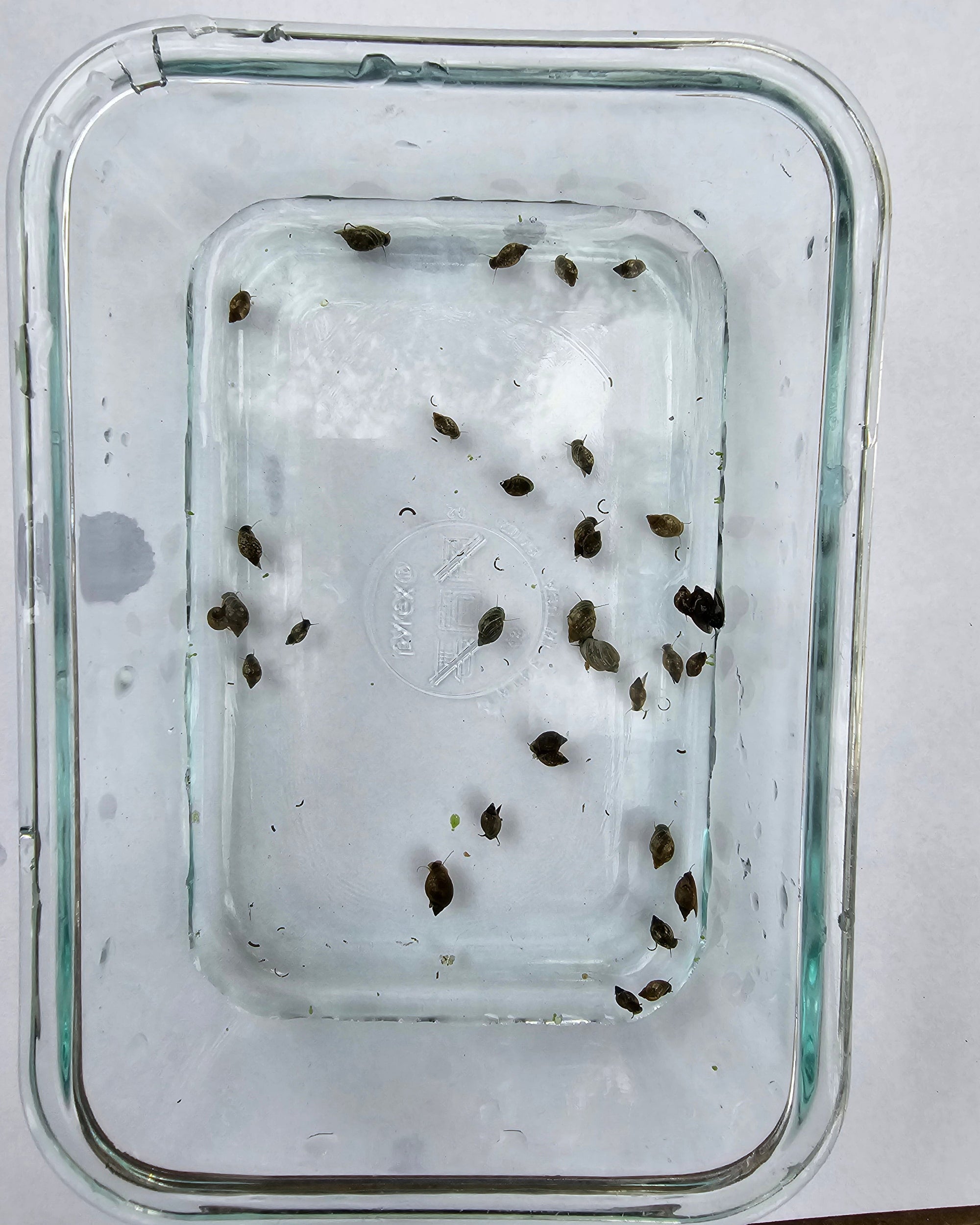 Bladder Snails – Live Freshwater Clean-Up Crew (50+ Snails per Portion)