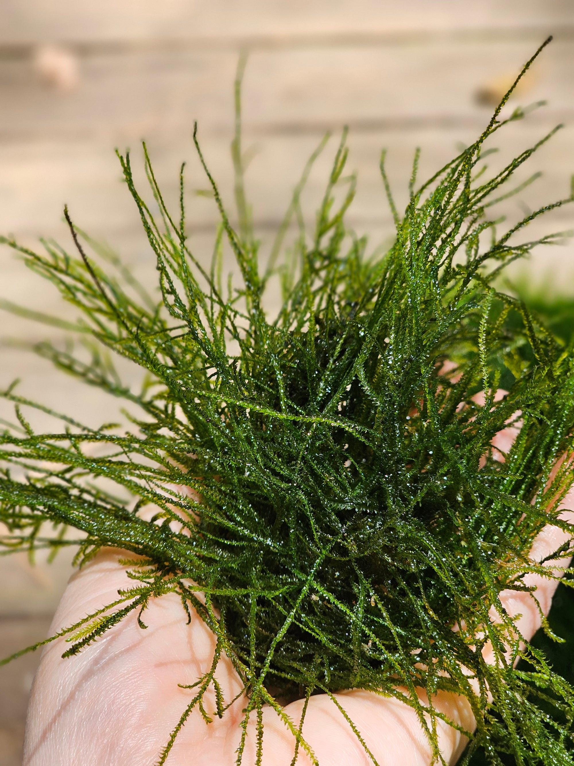 Java Moss - 🔥Buy 2 Get 1 Free🔥(Large Healthy Clumps, Home Grown)