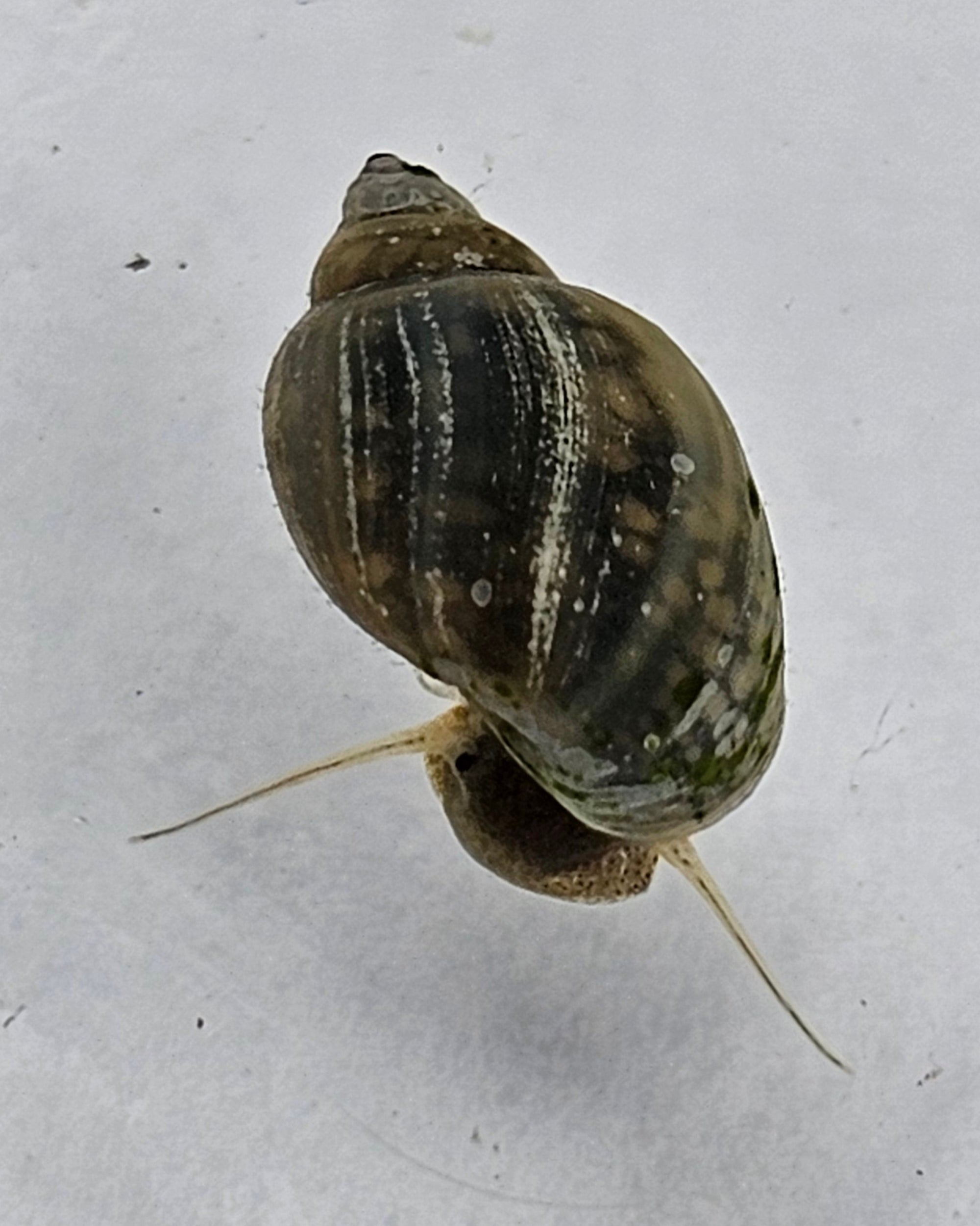Bladder Snails – Live Freshwater Clean-Up Crew (50+ Snails per Portion)