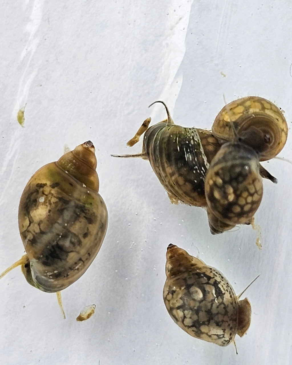 Bladder Snails – Live Freshwater Clean-Up Crew (50+ Snails per Portion)