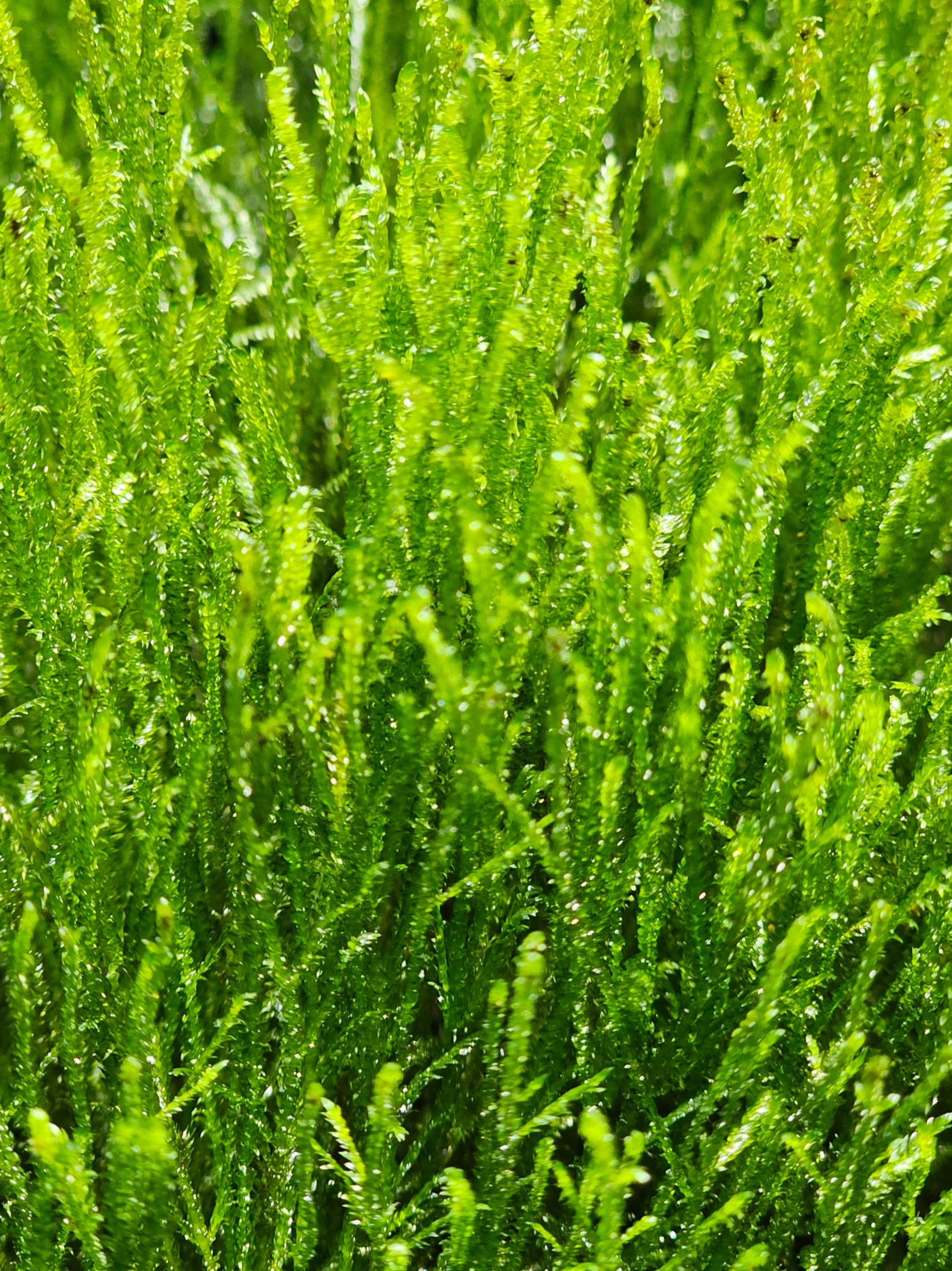 Java Moss - 🔥Buy 2 Get 1 Free🔥(Large Healthy Clumps, Home Grown)