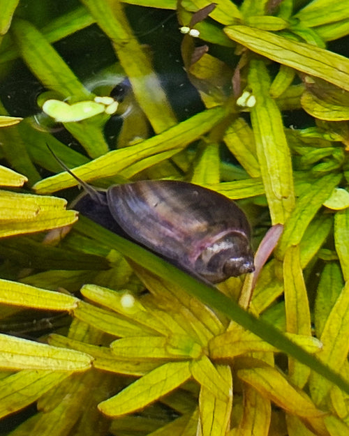 Small snail on green aquatic plants
