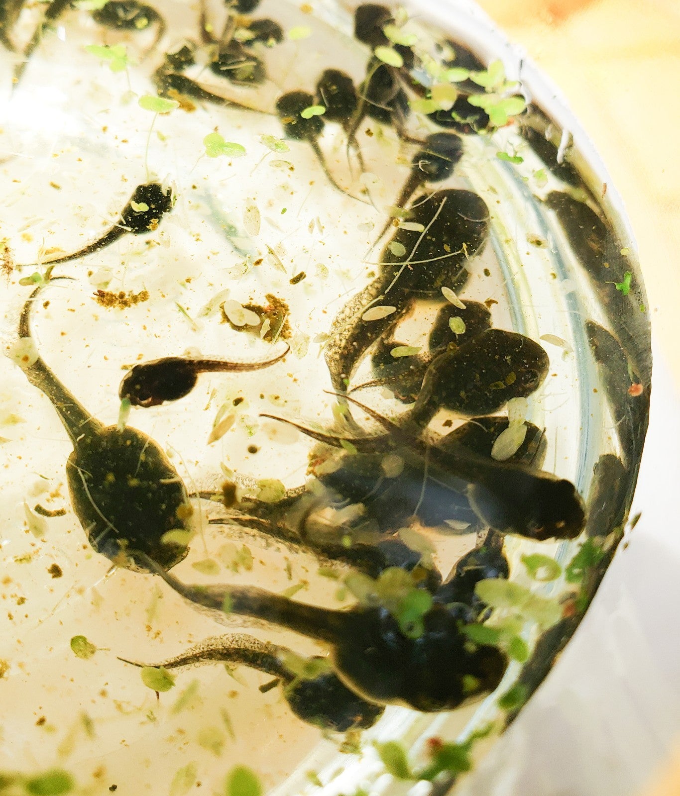 25+ Live Tadpoles, small size, healthy and energetic! Tree Frogs, Toads, Frogs