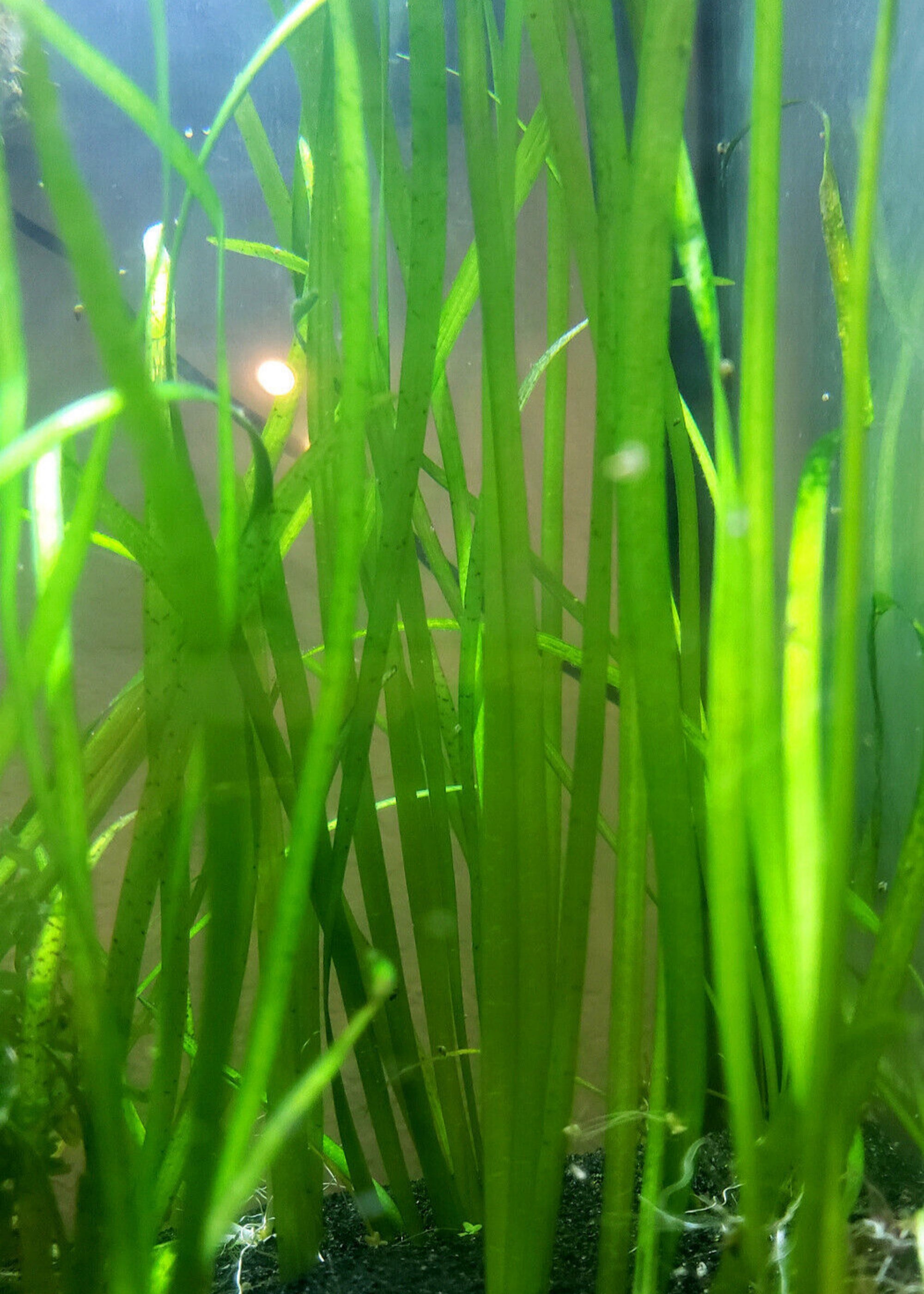 Jungle Val Eel Grass