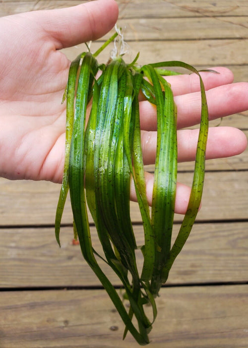 Aquatic Tall Grass